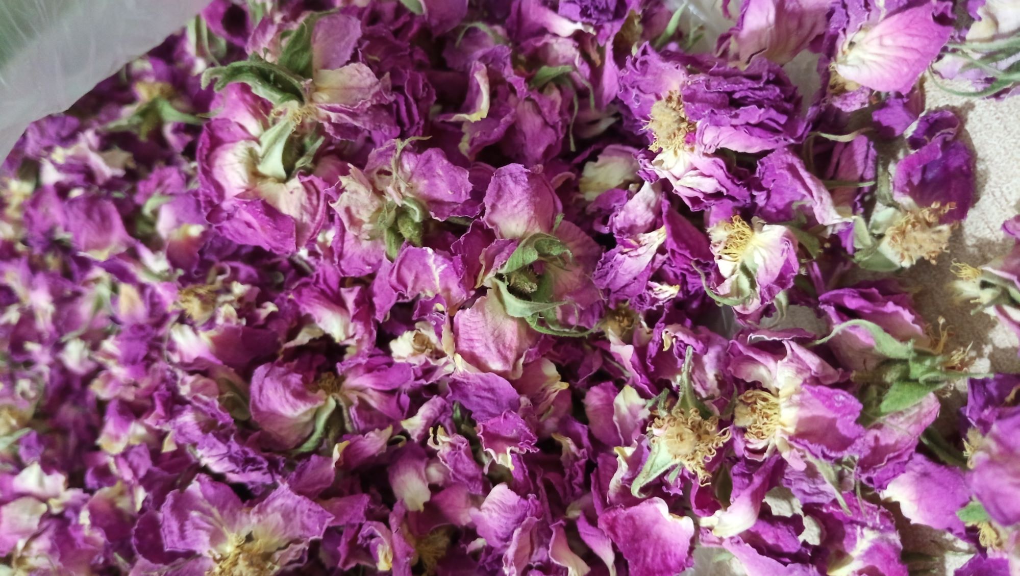 گل محمدی